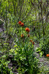 Kniphofia baurii