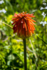 Kniphofia baurii