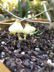 Fungi