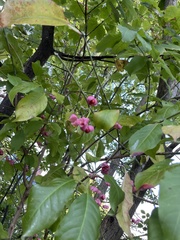 Euonymus atropurpureus
