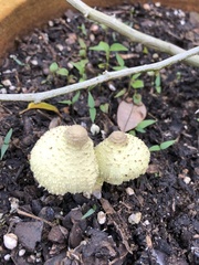 Fungi