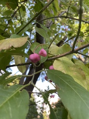Euonymus atropurpureus