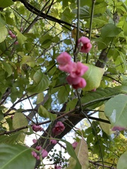 Euonymus atropurpureus