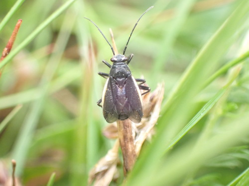 Gotiškoji Žolblakė nuotrauka