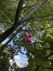 Euonymus atropurpureus
