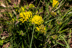 Leobordea corymbosa