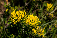 Leobordea corymbosa