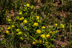 Leobordea corymbosa