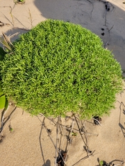 Helichrysum asperum comosum