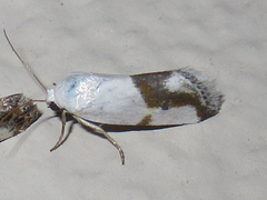 Ponometia dorneri