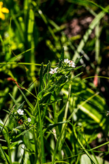 Limosella longiflora