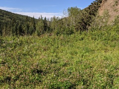 Piptatheropsis canadensis