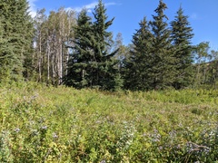 Piptatheropsis canadensis