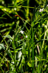 Limosella longiflora