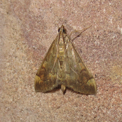 Pyrausta flavibrunnea