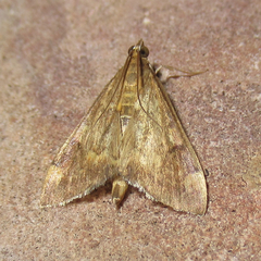 Pyrausta flavibrunnea