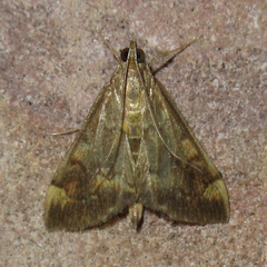 Pyrausta flavibrunnea