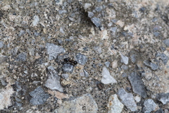 Crematogaster