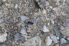 Crematogaster