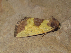 Stiria dyari