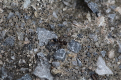 Crematogaster