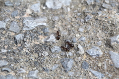 Crematogaster