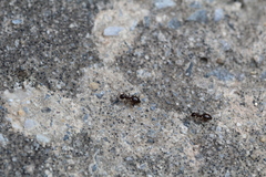 Crematogaster