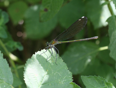 Calopteryx splendens intermedia