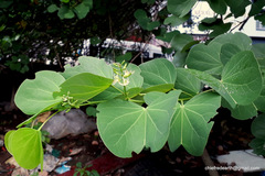 Bauhinia
