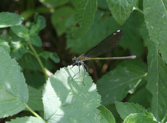 Calopteryx splendens intermedia