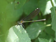 Calopteryx splendens intermedia