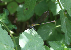 Calopteryx splendens intermedia