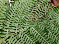 Athyrium filix-femina