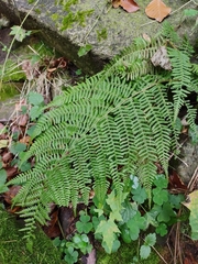 Athyrium filix-femina