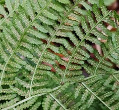 Athyrium filix-femina