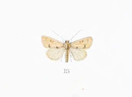 Hiccoda nigripalpis