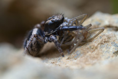 Habronattus oregonensis