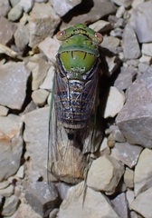 Macrotristria intersecta