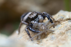 Habronattus oregonensis
