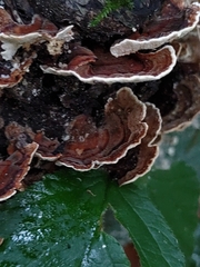 Trametes versicolor