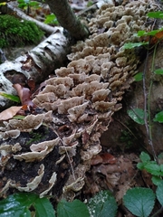 Trametes versicolor