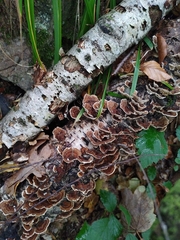 Trametes versicolor