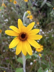 Tithonia tubaeformis