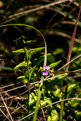 Polygala macowaniana