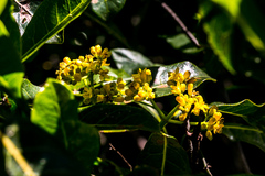 Psychotria capensis