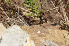 Psammodromus algirus ketamensis