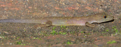 Cnemaspis flaviventralis
