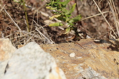 Psammodromus algirus ketamensis