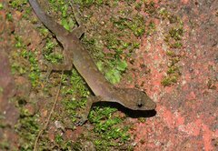 Cnemaspis flaviventralis
