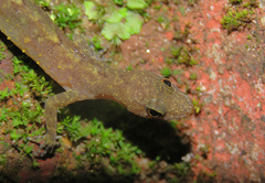 Cnemaspis flaviventralis